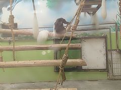 -石家庄市动物园