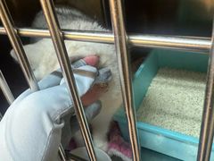 -御宝贝·A梦猫科宠物医院(国际猫友好医院)