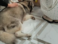 -星多哈·狗咖·拼豆·咖啡