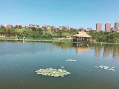 -前关湿地公园
