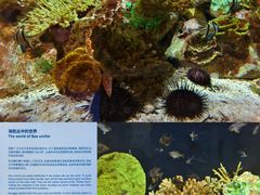 -上海海洋水族馆