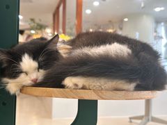 -共舞时光猫咖·狗咖(新街口店)