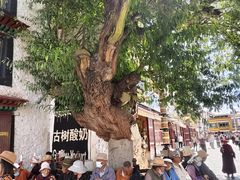 -古树酸奶(八廓南街店)