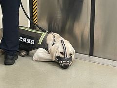 -园博园(地铁站)