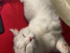 -猫大福·Fortune Cat猫舍(百子湾店)