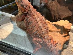 -酷以爬仙阁实体爬宠店·守宫·蜥蜴·专业繁育