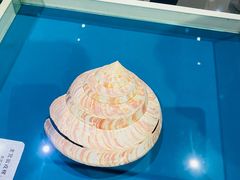 -青岛贝壳博物馆