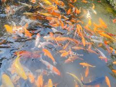 -莫里热带雨林景区