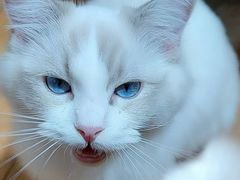 -猫大福·Fortune Cat猫舍(百子湾店)