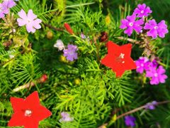 -国家植物园南园