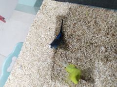 -怪兽屋·羊驼·猫咖·狗咖(俊华广场店)