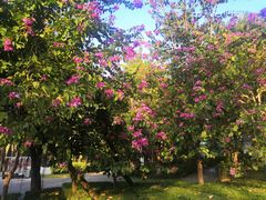 -深圳国际园林花卉博览园