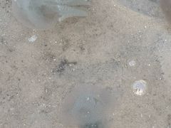 -北海金海湾红树林生态旅游区