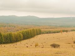 -塞罕坝国家级自然保护区