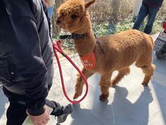 -合肥滨湖国家森林公园