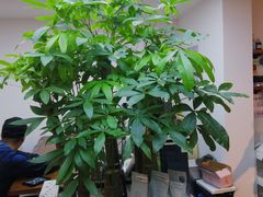 -Line 咖啡(石厦花园店)