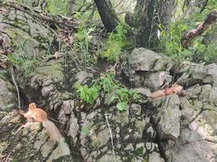 -帽儿山国家森林公园