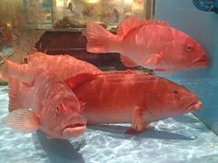 -阿伟海鲜楼·福建菜(延寿店)
