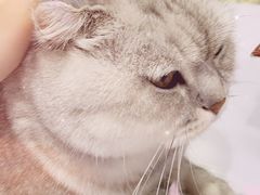 -喵的天空名猫咖啡馆·撸猫·猫舍·用品