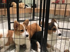 -電力宠物公司(武定路店)
