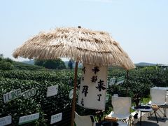 -龙坞茶村