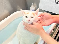 -PETKIT小佩宠物·低压洗护(国顺东路店)