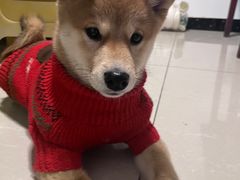 -喜柴咖啡·柴犬狗咖