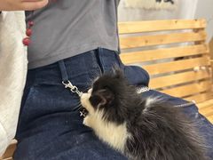 -楼上猫咖(罗湖店)