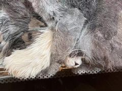 -爱诺耐芙动物医院(万博店)