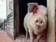 小馄饨-上海三鲜馄饨王(南门桥市场店)