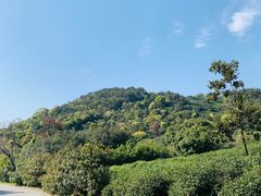 -树山生态村