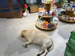 -FAELING PETS美天灵宠物(富力广场店)
