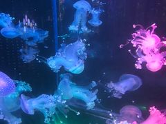 -梦幻海洋王国(吾悦广场张家港店)