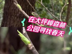 -大屏嶂森林公园