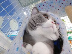 -安安宠医·安宠宠物医院