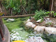 -新加坡飞禽公园