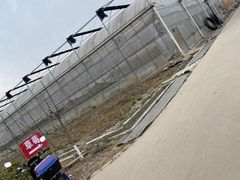 -喜杨洋草莓采摘园