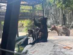 -灵玲国际马戏城