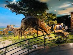 -国家自然博物馆