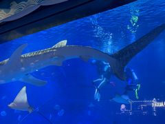 -烟台海昌鲸鲨海洋公园