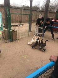 -上美四季动物农场