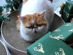 -喵屿·大理花园猫咖