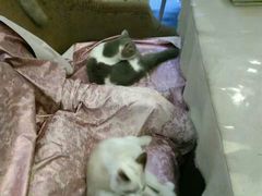 -猫色咖啡·猫咖