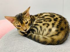 -糯米喵星人·撸猫猫舍咖啡馆(西市场嘉华店)