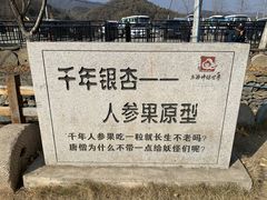 -千年银杏谷文化旅游区