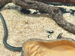 -帕帕拉兹宠物(亚洲旗舰店)