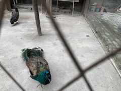 -罔极寺