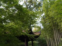 -龙井村