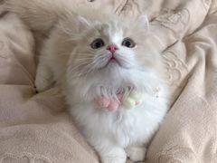 -欣宠猫屋·矮脚拿破仑·蓝金金渐层