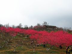 -秀丽东方